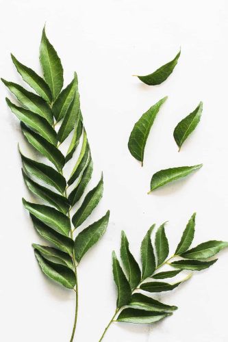 FRESH INDIAN CURRY LEAVES ( PACK )